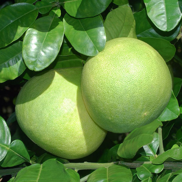 Pomplemousse