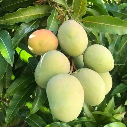 Pépinière Manguier Pomme