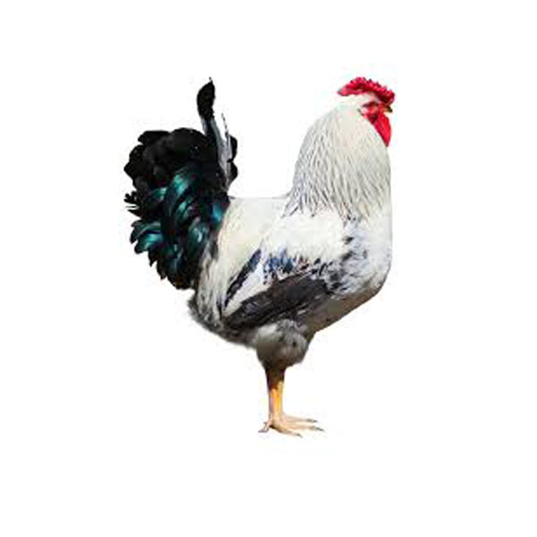 Poulet goliath male