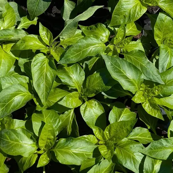 Pépinière Piment Sofia – Image 2