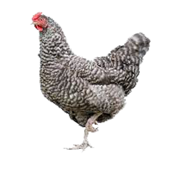 Poulet goliath Femelle