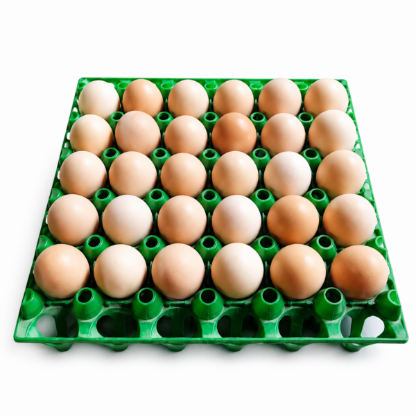 Oeuf Goliath Féconde